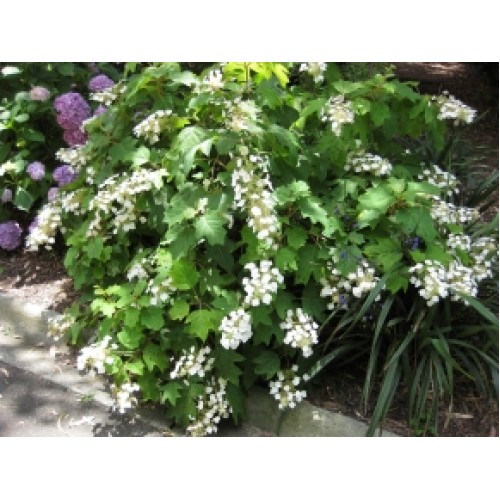 White Hydrangea Oakleaf Snow Queen 1 Plants Flowering quercifolia